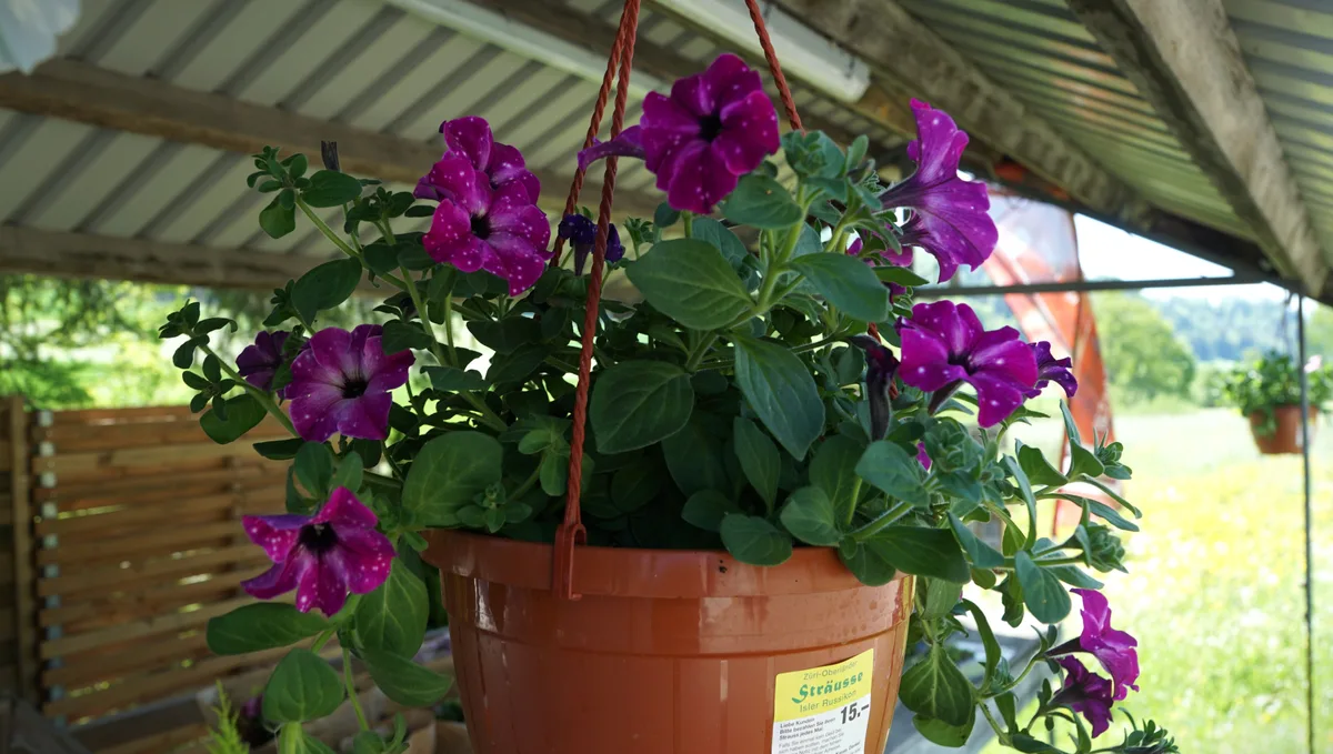 Blumenampel an einem Verkaufsstand